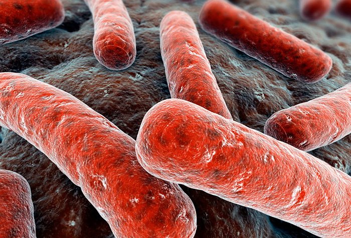 Туберкулезная микобактерия