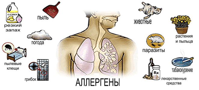 Аллергены при аллергической бронхиальной астме