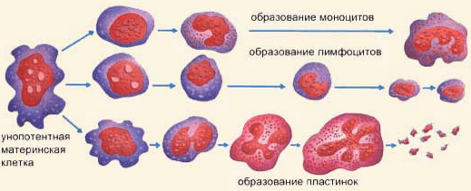 Угнетение образования нормальных кровяных клеток