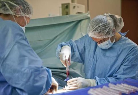 Процедура трансплантации: как проводится?